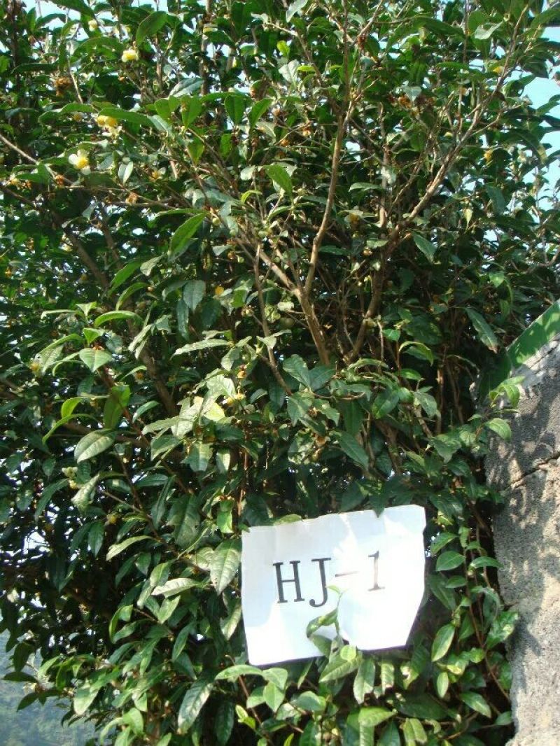 老树茶一级