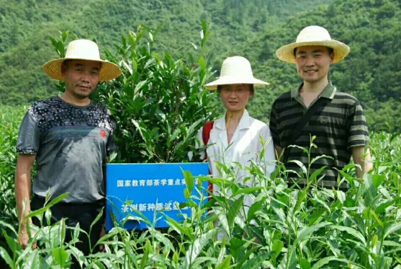 老树茶一级