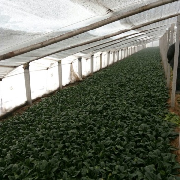 越冬菠菜20~25厘米