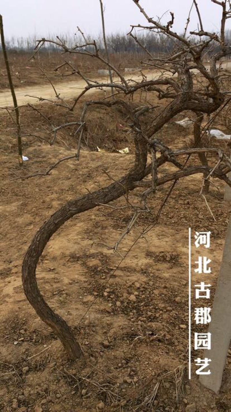 枸杞树枸杞苗