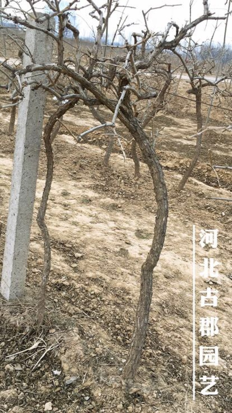 枸杞树枸杞苗