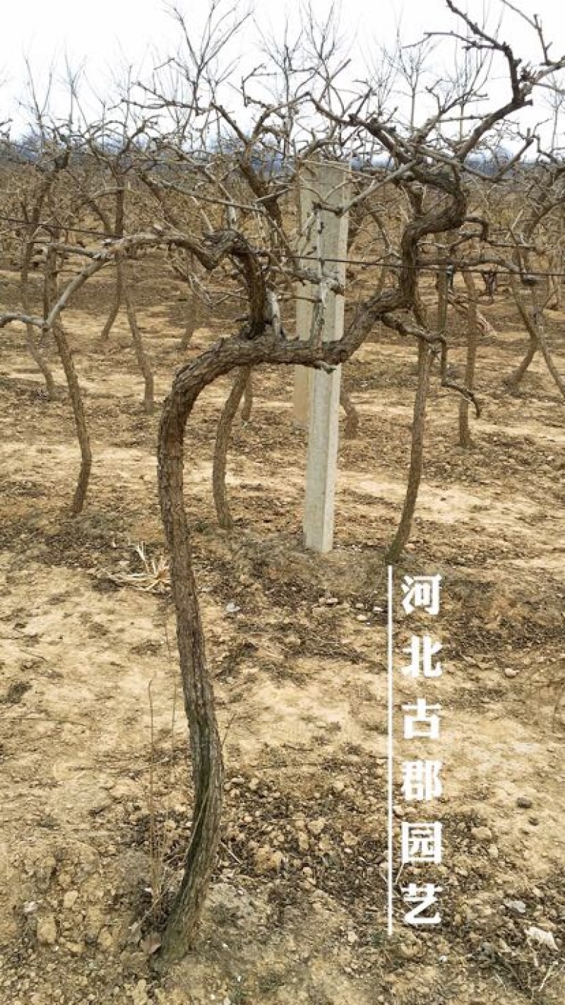 枸杞树枸杞苗