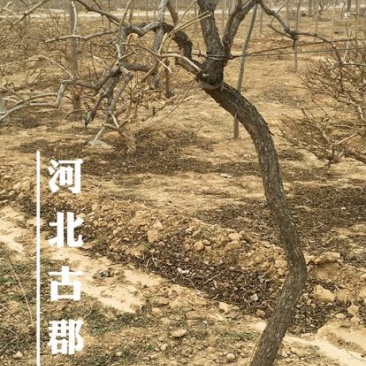 枸杞树枸杞苗
