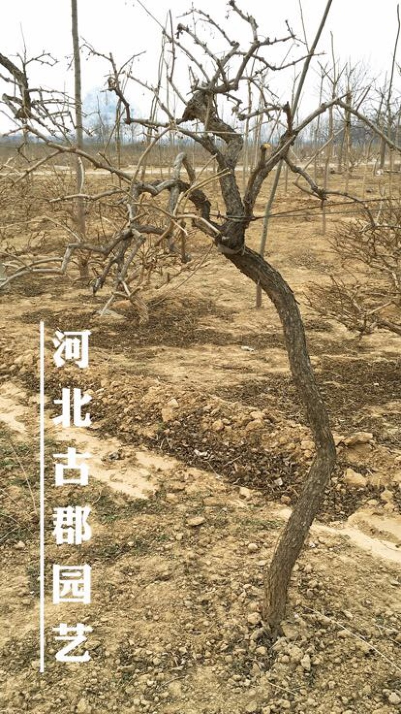 枸杞树枸杞苗