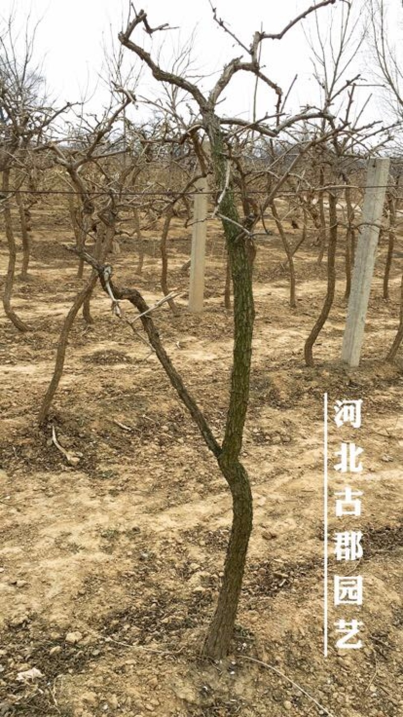 枸杞树枸杞苗