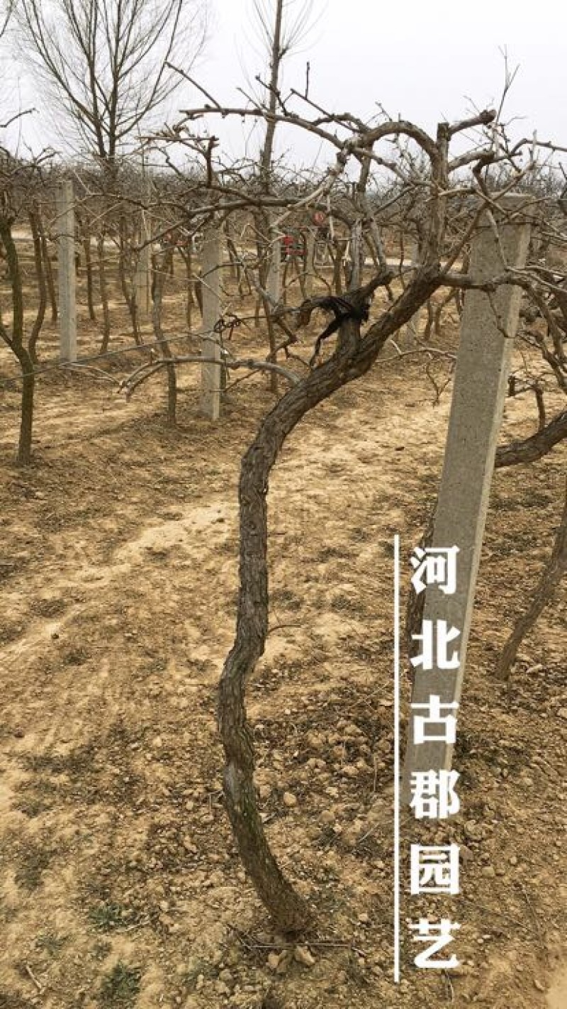 枸杞树枸杞苗