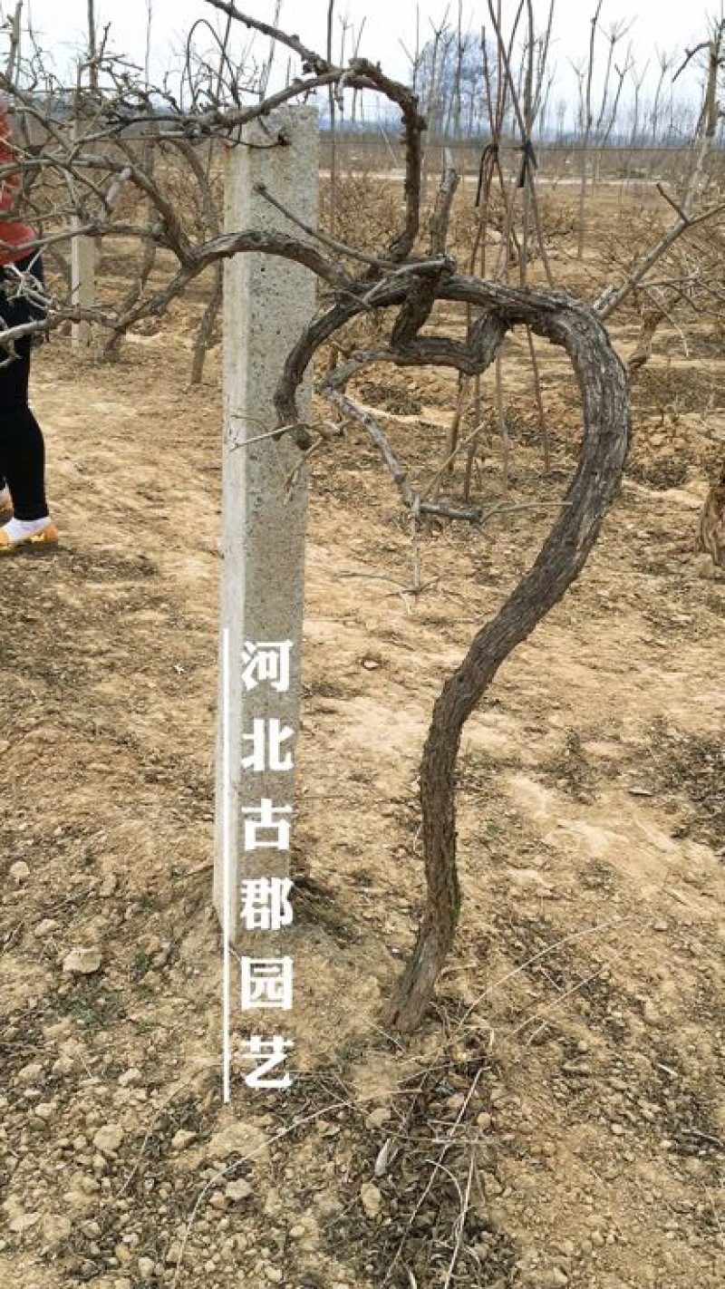 枸杞树枸杞苗