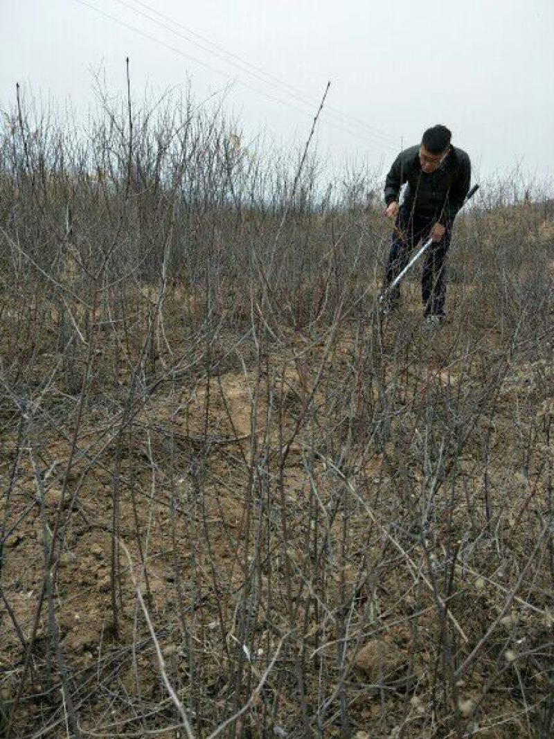 山桃树山桃苗实生桃苗沾木占地桃苗未嫁接桃苗