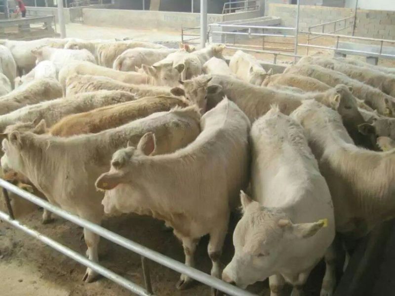 牛犊100~200kg