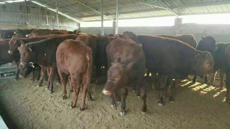 牛犊100~200kg