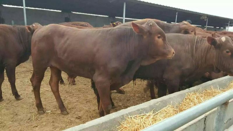 牛犊100~200kg