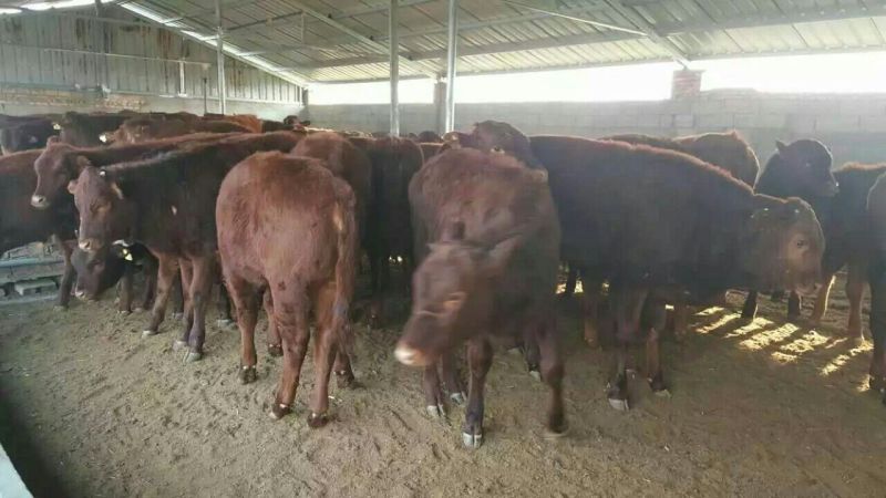 牛犊100~200kg