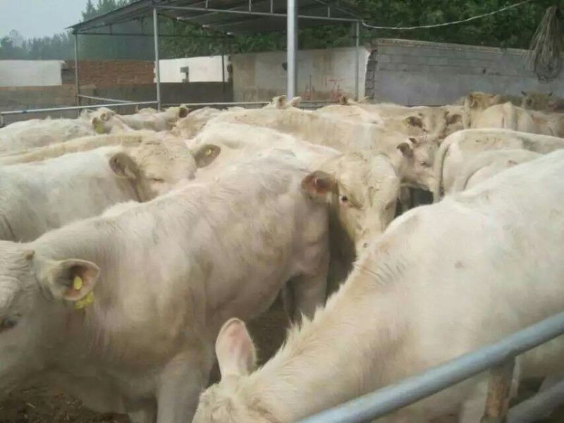 牛犊100~200kg