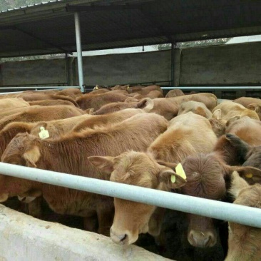 牛犊100~200kg