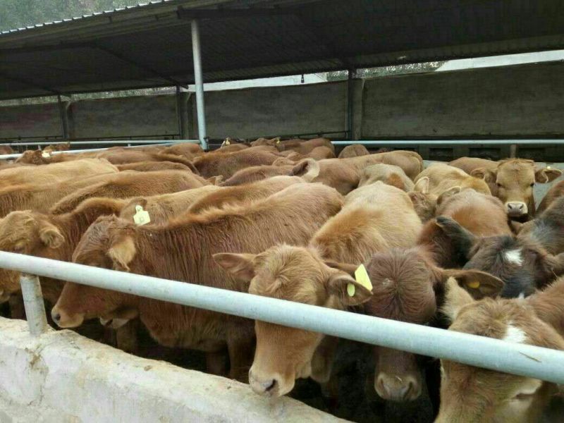 牛犊100~200kg