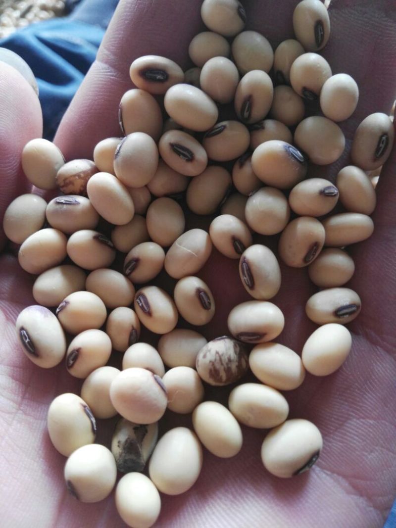 黄黄豆中等