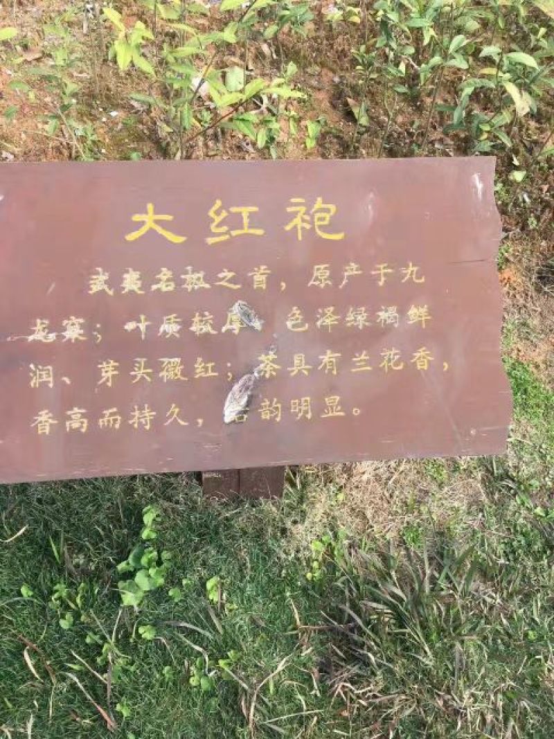乌龙红茶特级