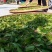 乌龙红茶特级