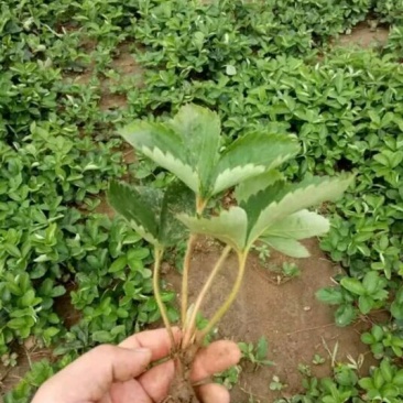 甜宝草莓苗10cm以下,草莓苗种植基地,大量草莓苗草莓