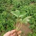 甜宝草莓苗10cm以下,草莓苗种植基地,大量草莓苗草莓