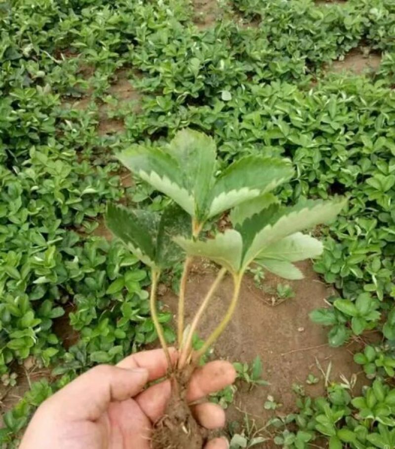 甜宝草莓苗10cm以下，草莓苗种植基地，大量草莓苗草莓