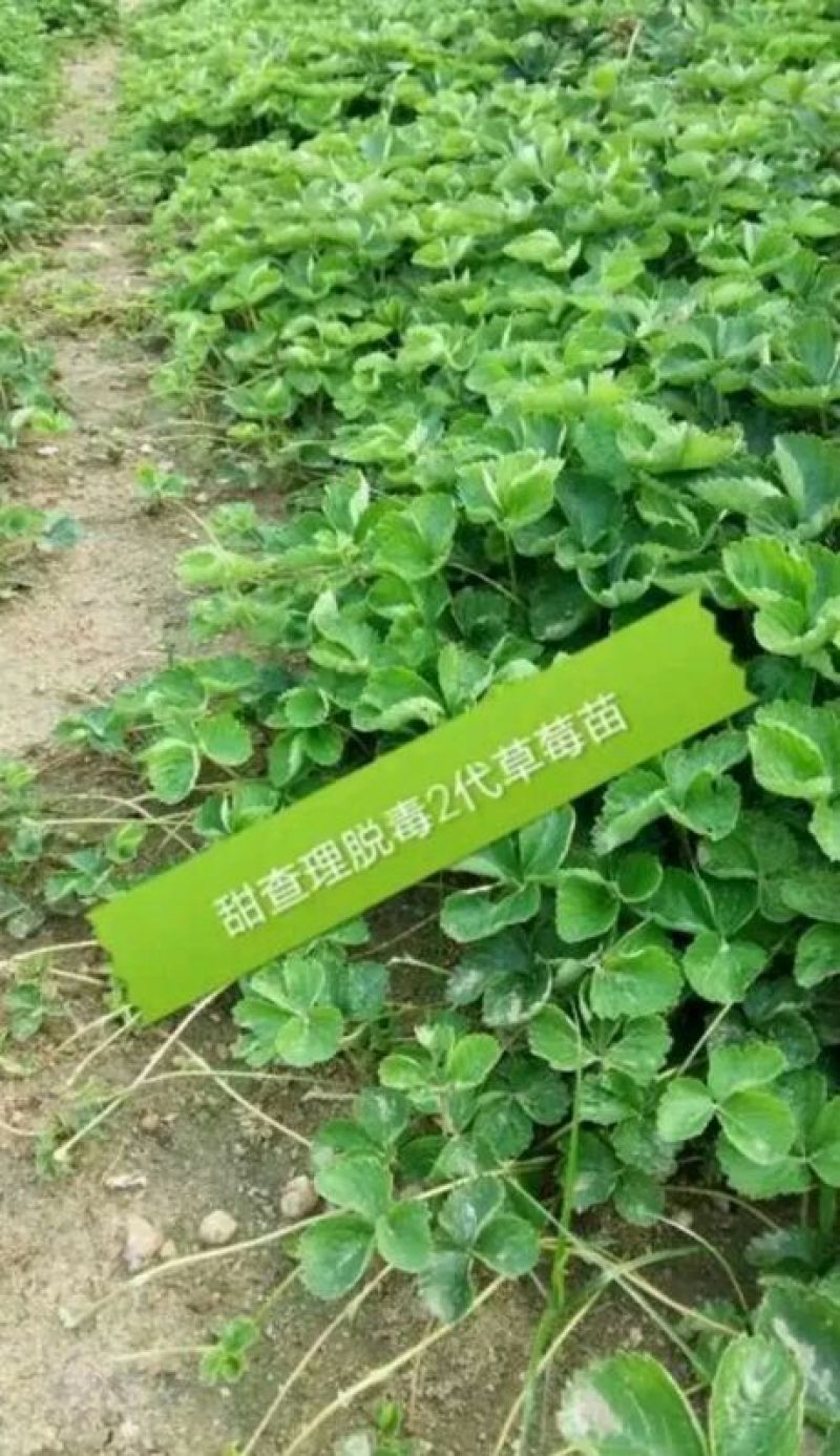 甜宝草莓苗10cm以下，草莓苗种植基地，大量草莓苗草莓