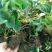 甜宝草莓苗10cm以下,草莓苗种植基地,大量草莓苗草莓