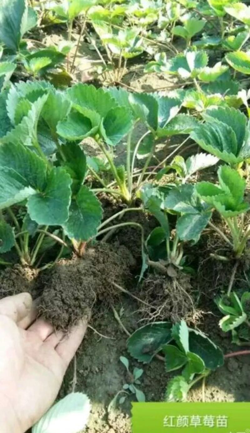 甜宝草莓苗10cm以下，草莓苗种植基地，大量草莓苗草莓