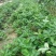 甜宝草莓苗10cm以下,草莓苗种植基地,大量草莓苗草莓