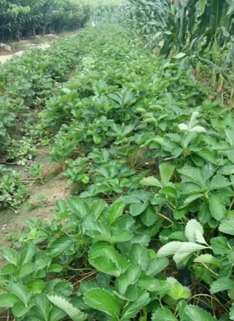 甜宝草莓苗10cm以下，草莓苗种植基地，大量草莓苗草莓
