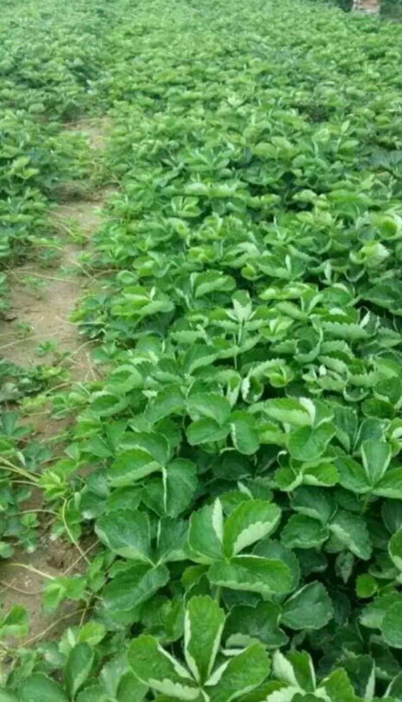 甜宝草莓苗10cm以下，草莓苗种植基地，大量草莓苗草莓