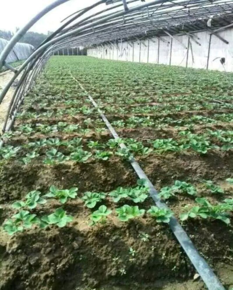 甜宝草莓苗10cm以下，草莓苗种植基地，大量草莓苗草莓