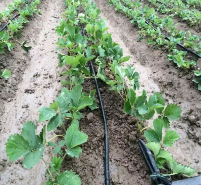 甜宝草莓苗10cm以下，草莓苗种植基地，大量草莓苗草莓