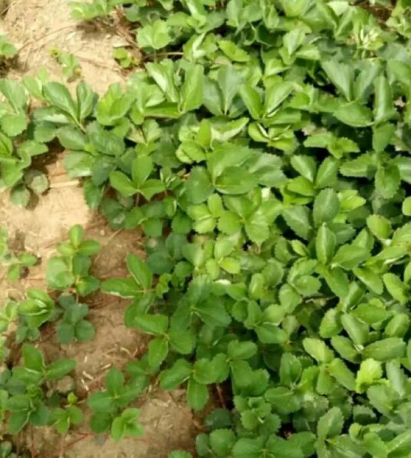 甜宝草莓苗10cm以下，草莓苗种植基地，大量草莓苗草莓