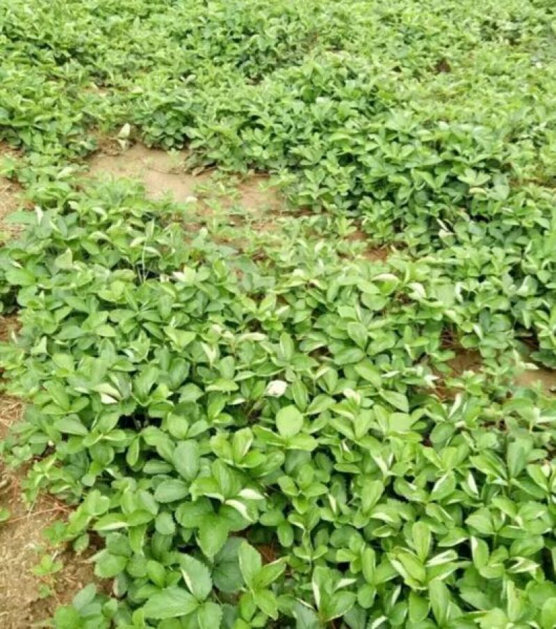 甜宝草莓苗10cm以下，草莓苗种植基地，大量草莓苗草莓