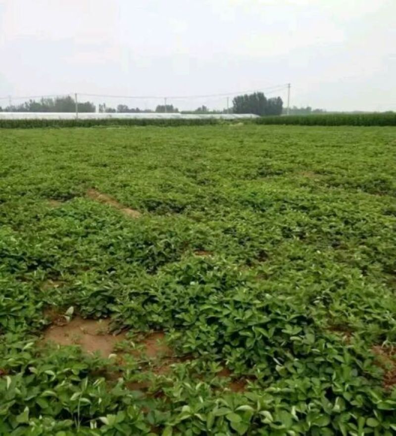 甜宝草莓苗10cm以下，草莓苗种植基地，大量草莓苗草莓