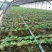 甜宝草莓苗10cm以下,草莓苗种植基地,大量草莓苗草莓