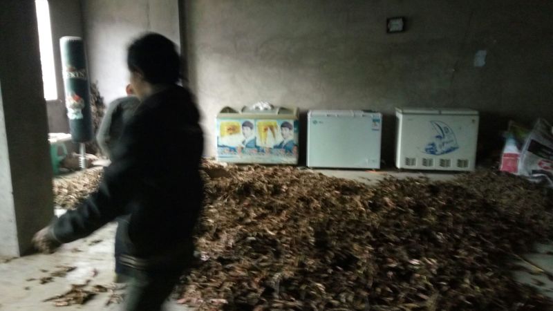 石菖蒲统条