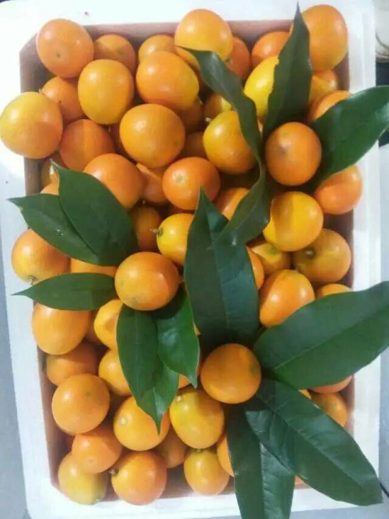 脆皮金桔苗30cm以下