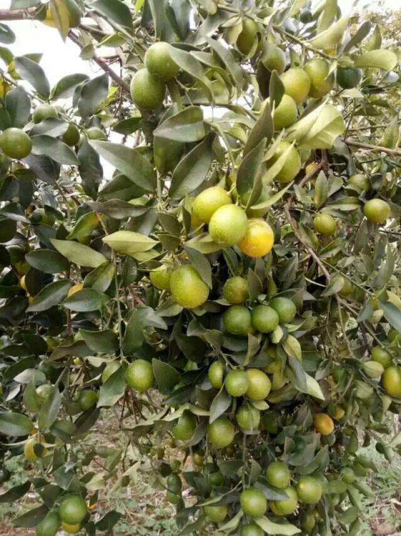 脆皮金桔苗30cm以下