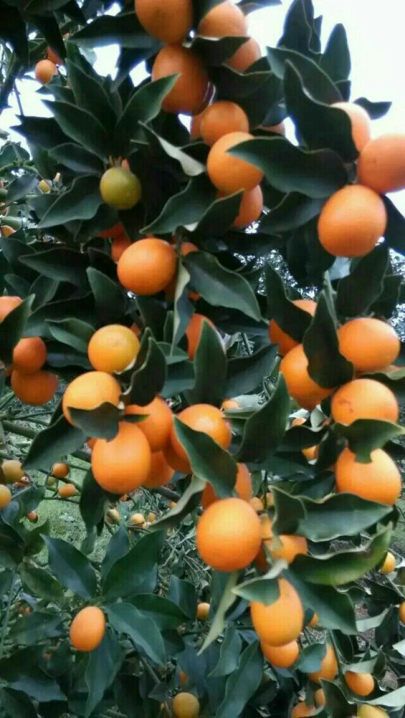 脆皮金桔苗30cm以下