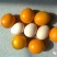 脆皮金桔苗30cm以下
