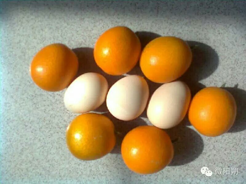 脆皮金桔苗30cm以下
