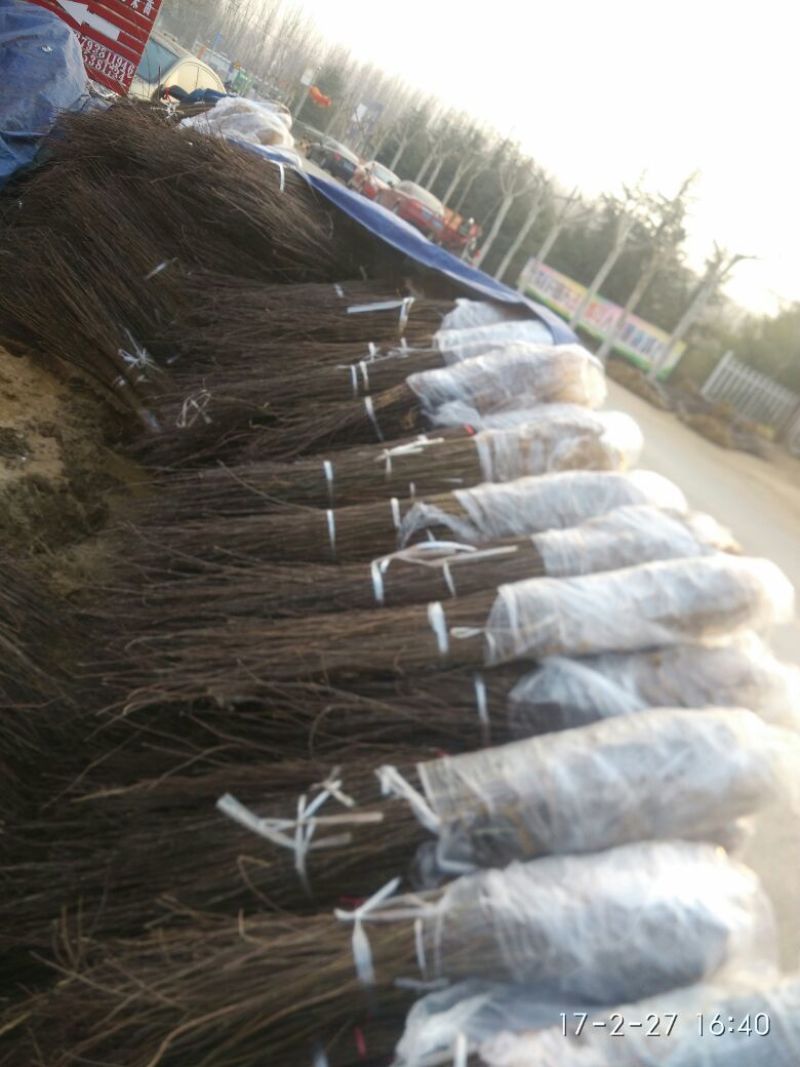 花椒苗1-3年苗大红袍，狮子头，无刺花椒