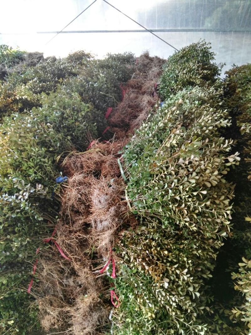 瓜子黄杨苗10~20cm