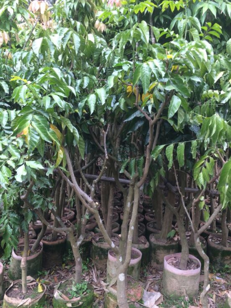 黄皮果苗