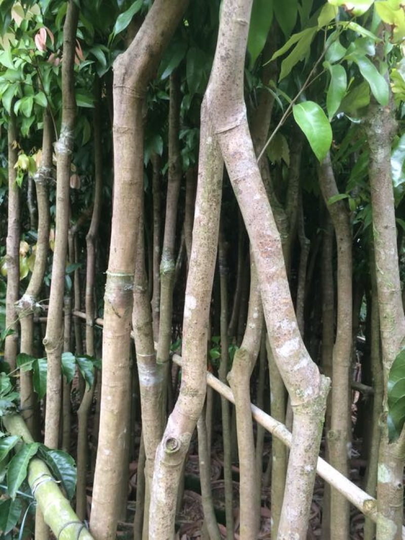 荔枝苗