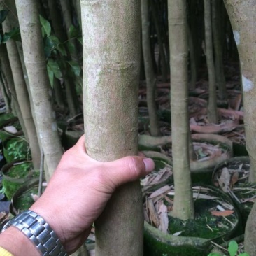 荔枝苗