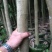 荔枝苗
