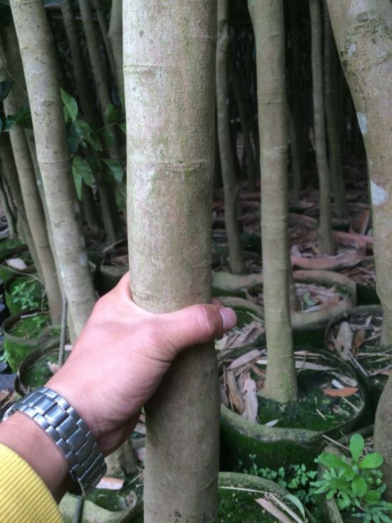 荔枝苗